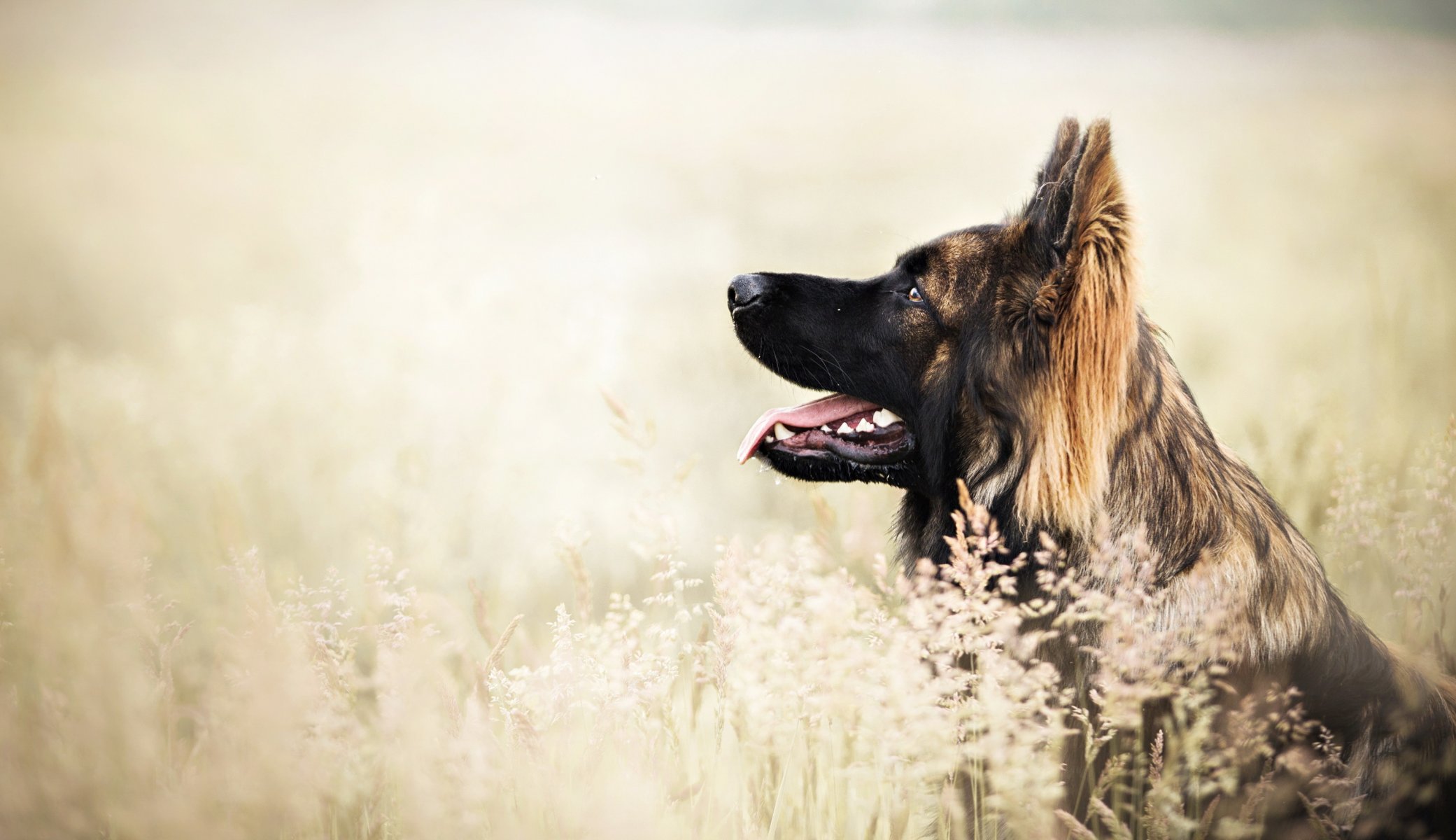 Взыскание ущерба при укусе собаки в Баймаке